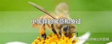 蜜蜂代表什么|蜜蜂的意义和象征